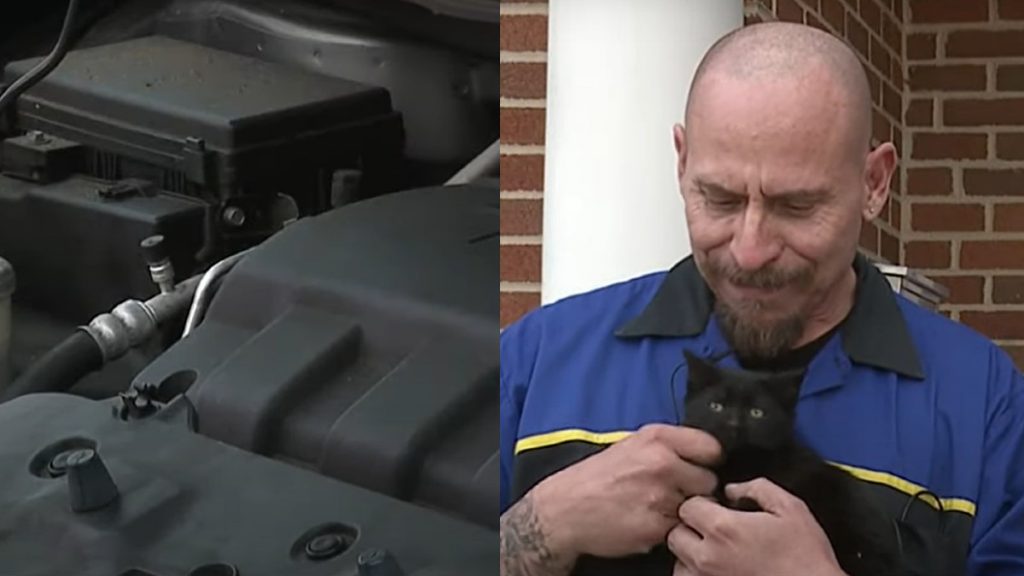 Mechanic Saves Kitten Caught in Car Engine, Then Adopts Her