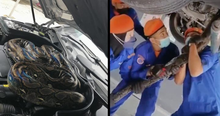 Video: Mechanics Find Huge Snake in Car Engine